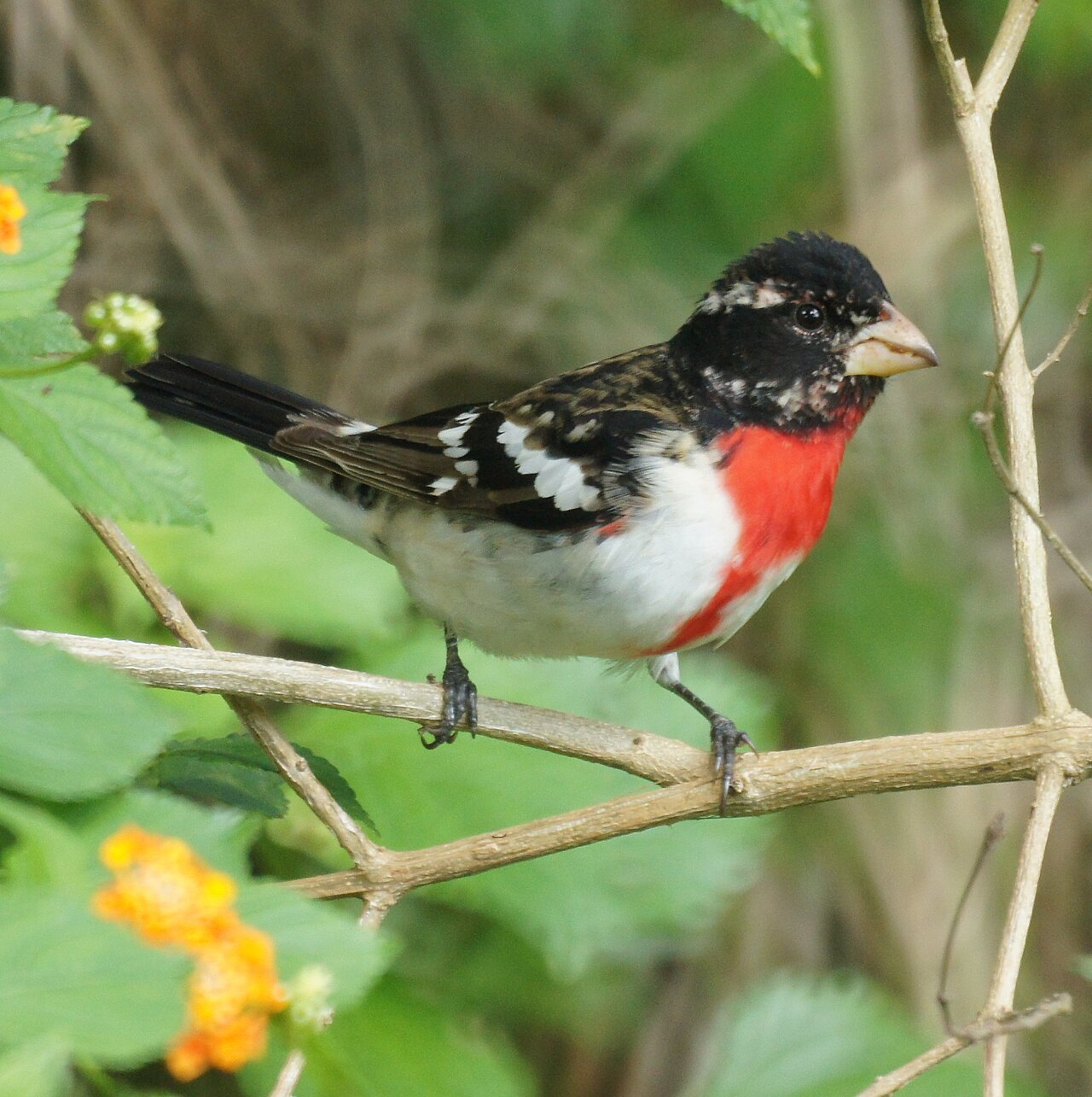 Top 15 Types Of Red Birds In Missouri (With Pictures) 2 Rose-breasted Grosbeak
