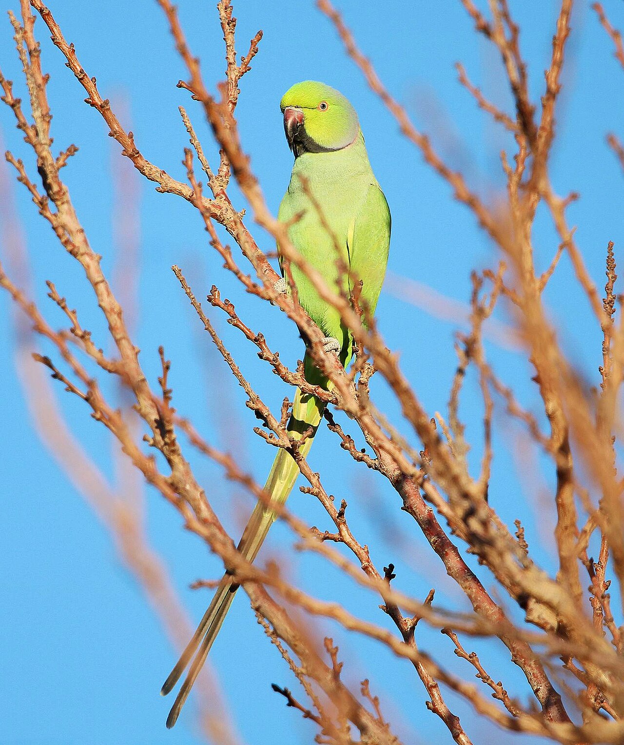 Top 15 Types Of Parakeet Birds (With Pictures) 6 Rose-Ringed Parakeet