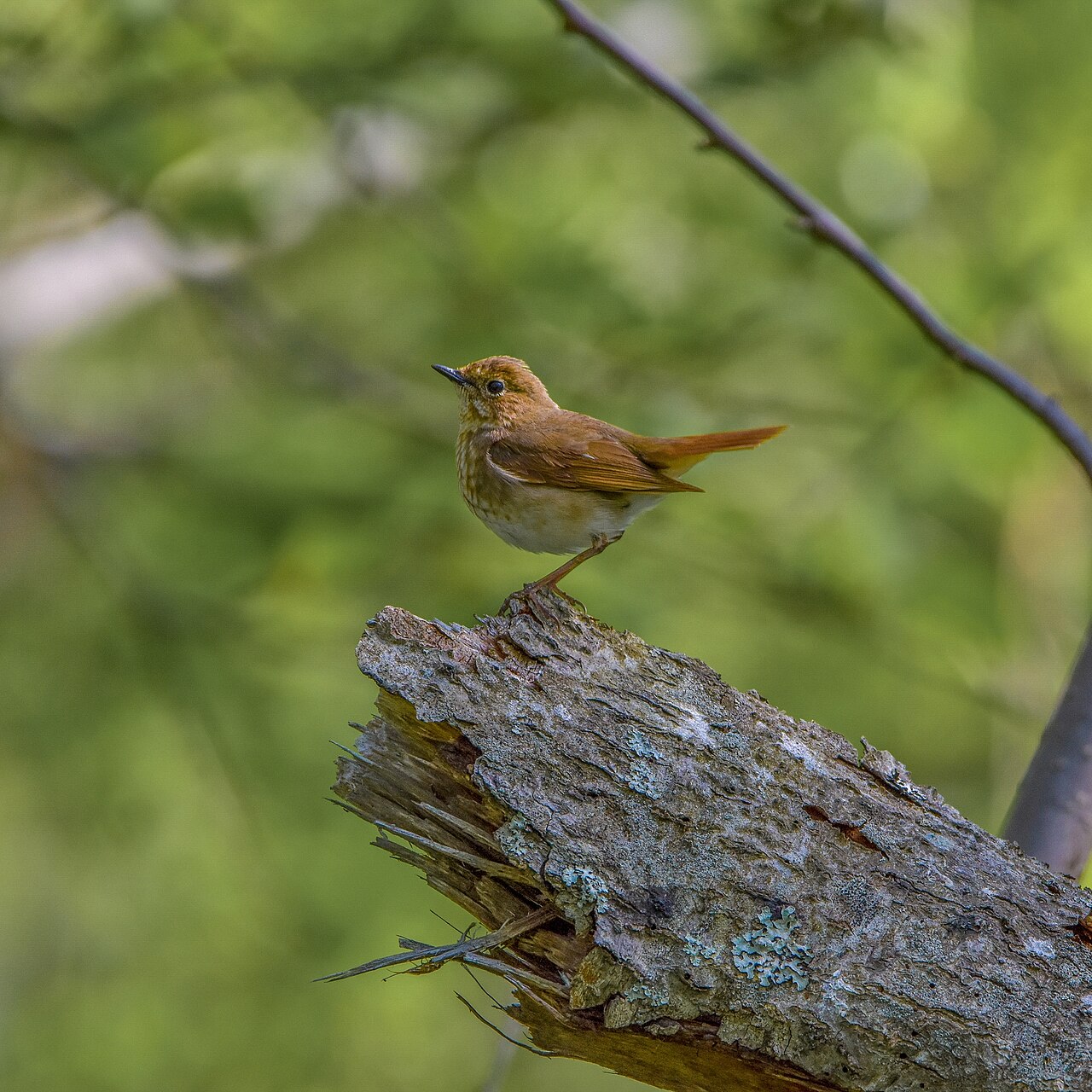 Rufous-Tailed Robin