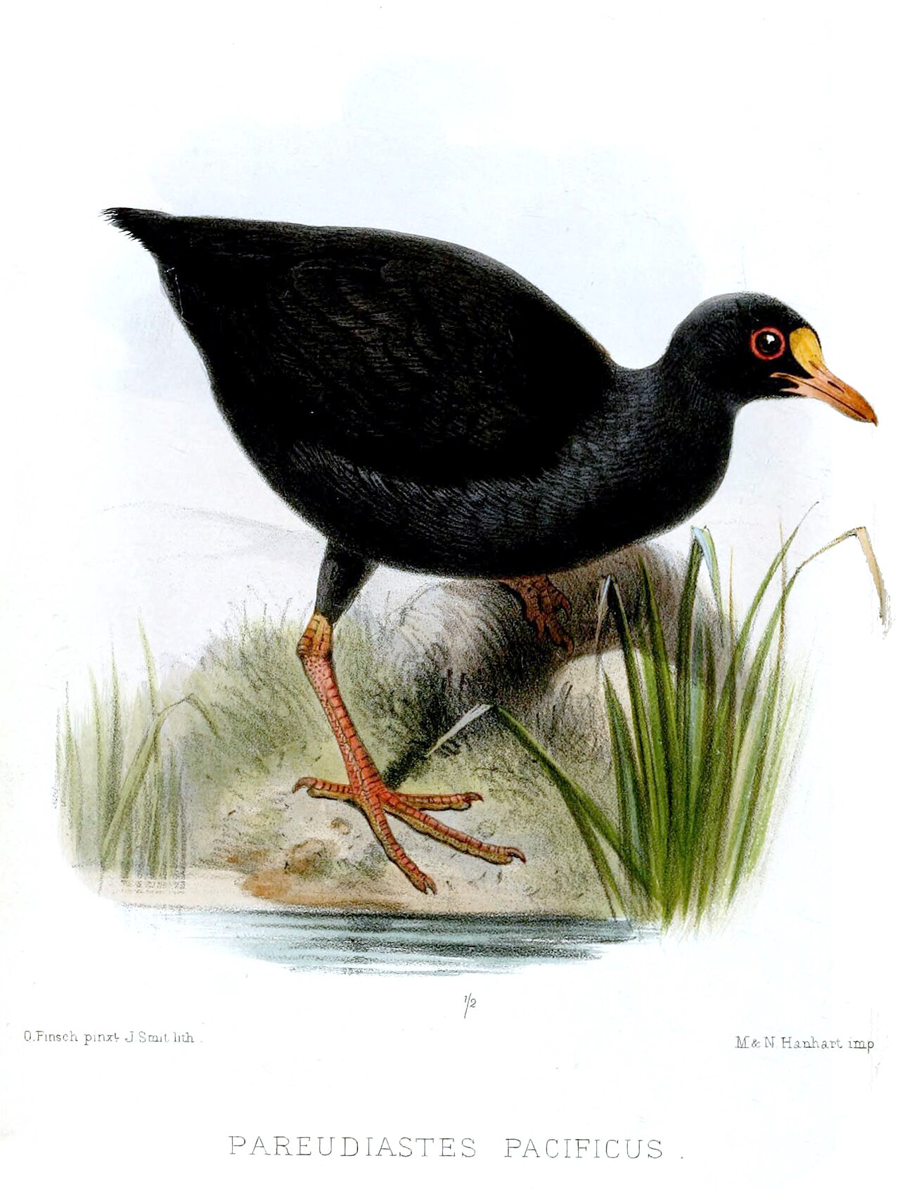 Top 15 Types Of Flightless Birds (With Pictures) 10 Samoa Moorhen