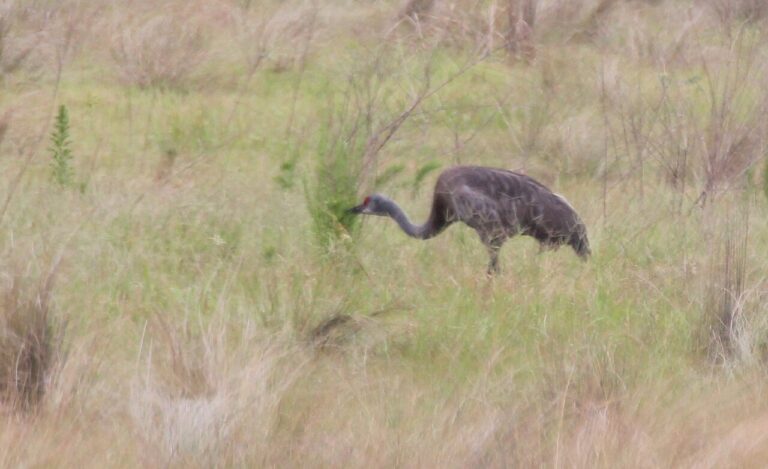 Sandhill Crane