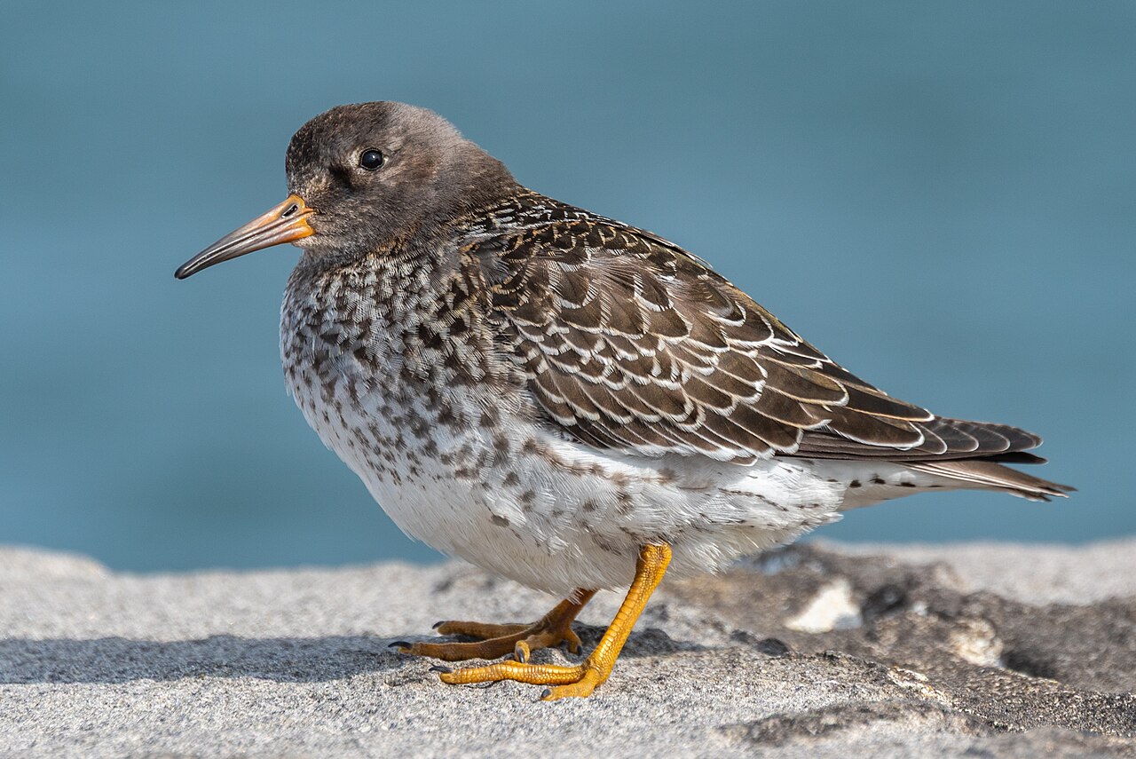 Top 15 Types Of Birds That Flock Together (With Pictures) 4 Sandpipers