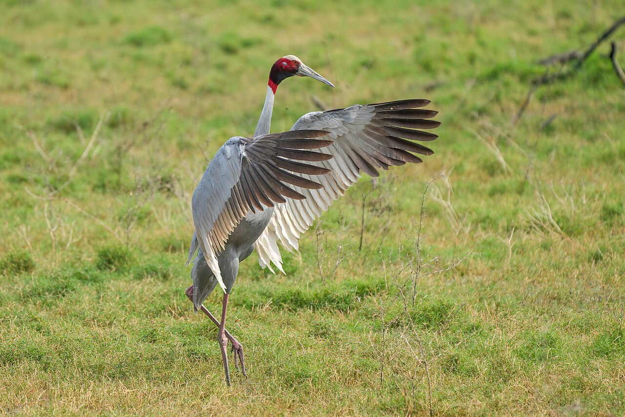 Sarus Crane