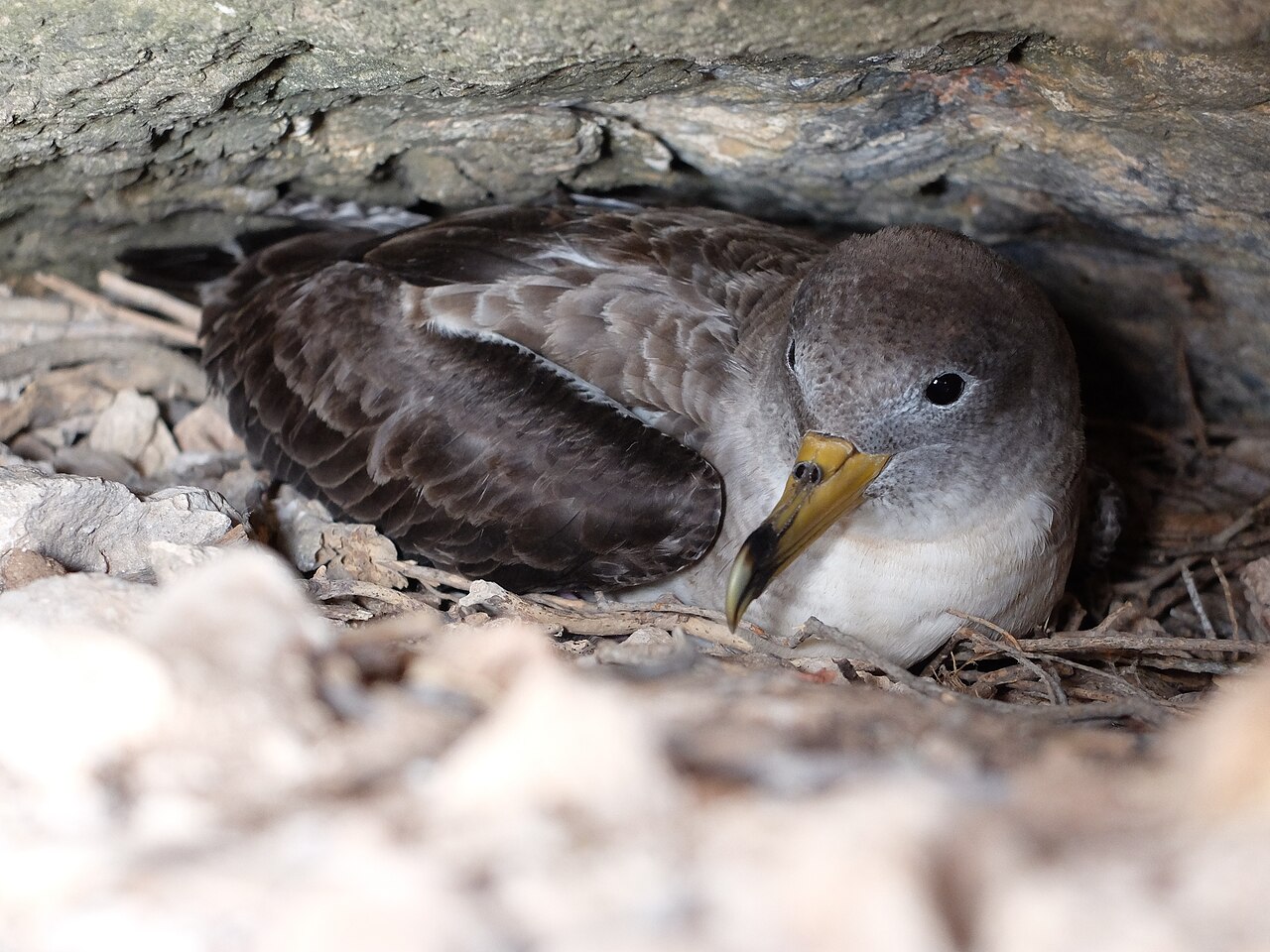 Top 15 Types Of Sea Birds In Delaware (With Pictures) 4 Scopoli's Shearwater