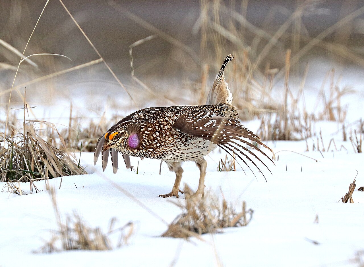 Sharp-tailed Grouse