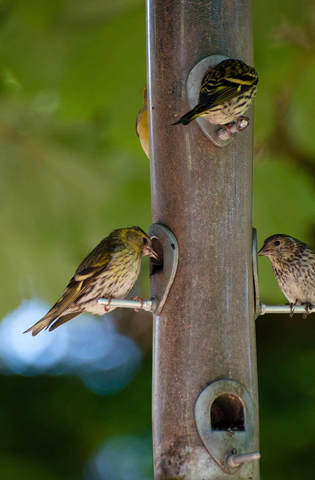 Top 15 Types Of Small Birds In Ireland (With Pictures) 15 Siskin