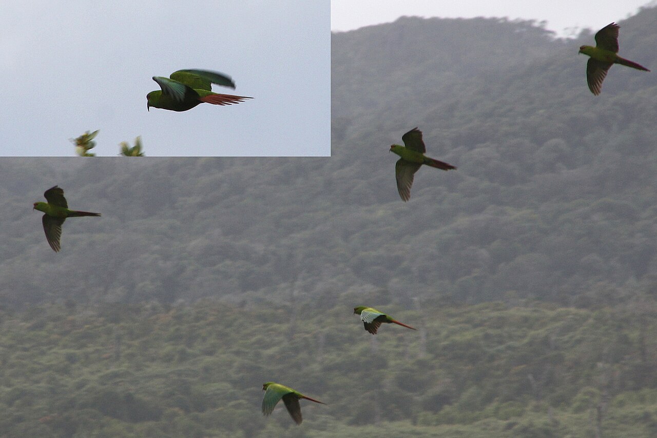 Top 15 Types Of Parakeet Birds (With Pictures) 11 Slender-Billed Parakeet