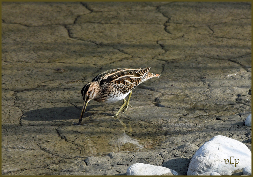 Top 15 Types Of Ground Nesting Birds (With Pictures) 14 Snipes