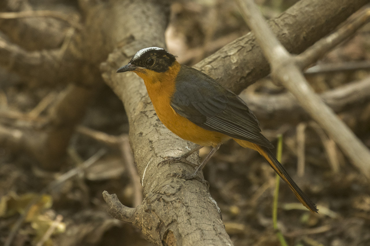 Snowy-Crowned Robin-Chat