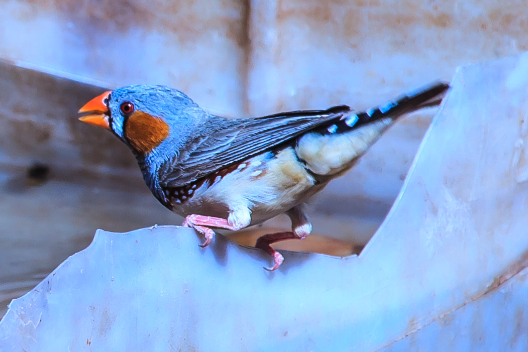 Social Zebra Finches