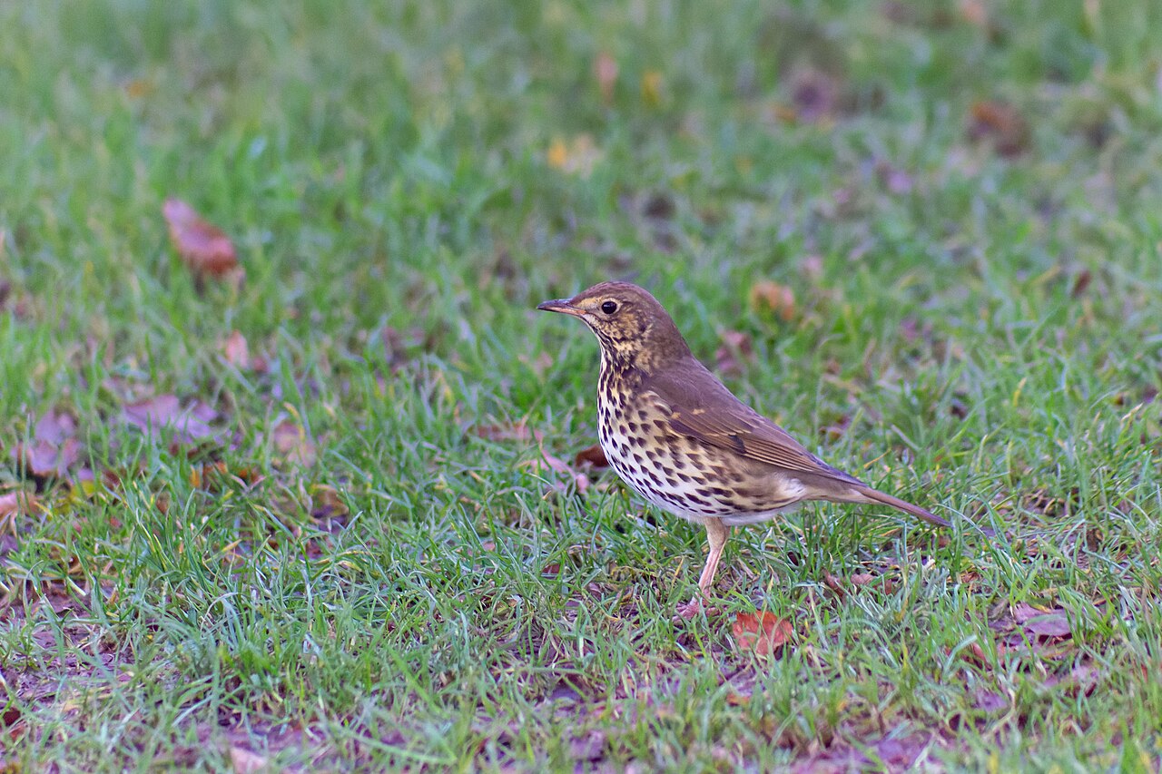Top 15 Types Of Small Birds In Ireland (With Pictures) 7 Song Thrush