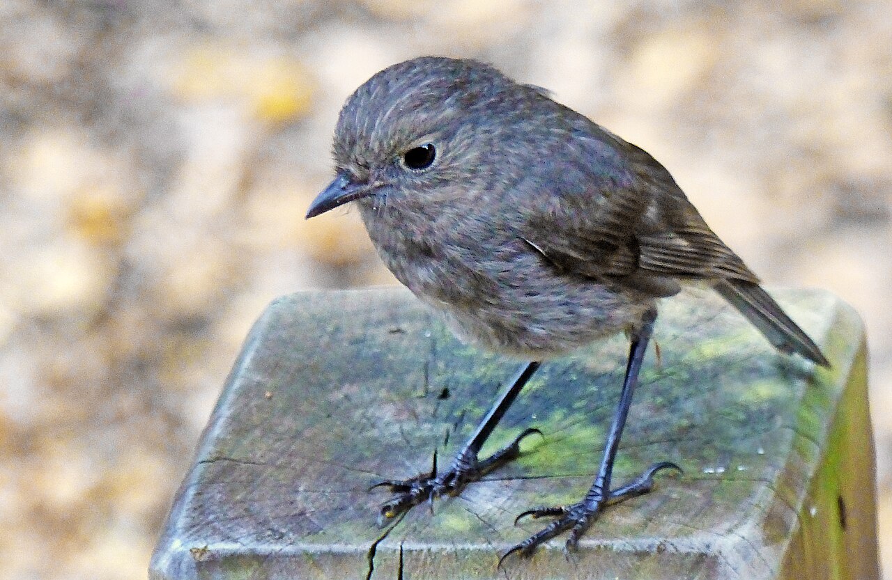 South Island Robin