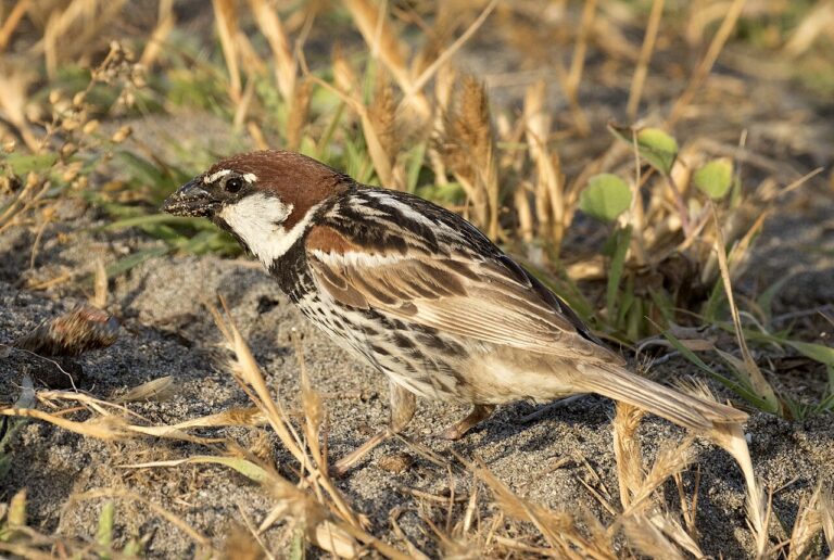 Spanish Sparrow