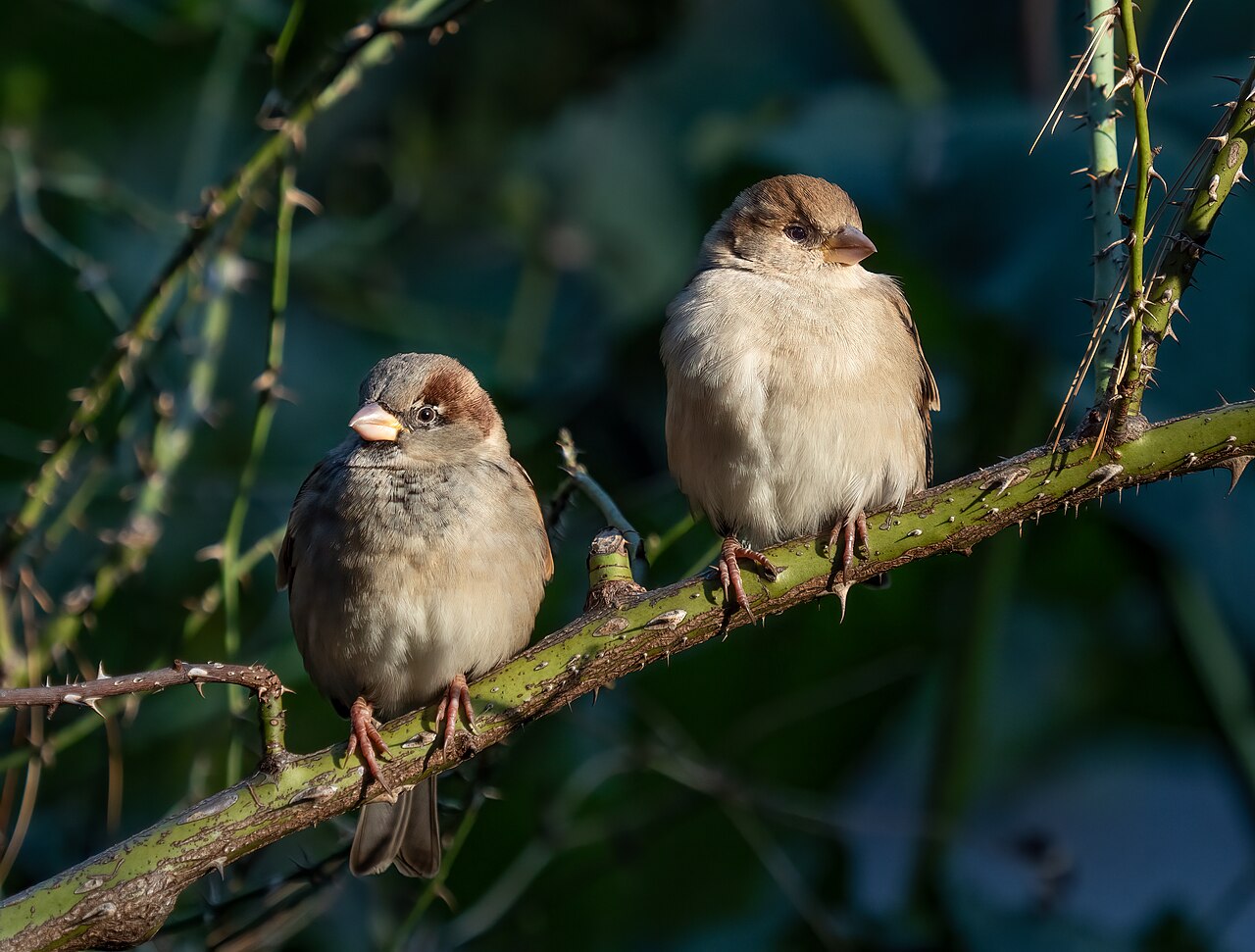 Top 15 Types Of Birds That Flock Together (With Pictures) 9 Sparrows