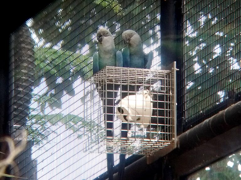 Spix's Macaw