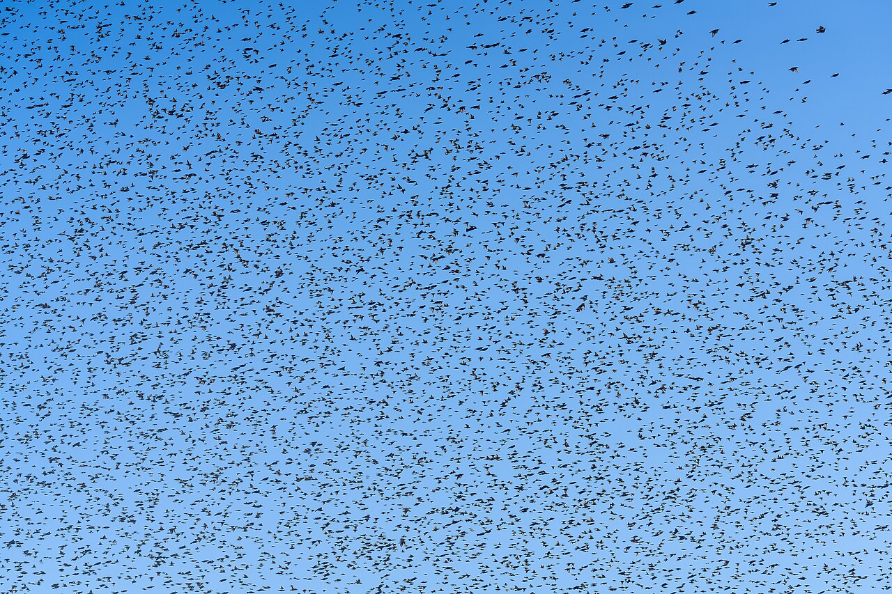 Top 15 Types Of Birds That Flock Together (With Pictures) 1 Starlings