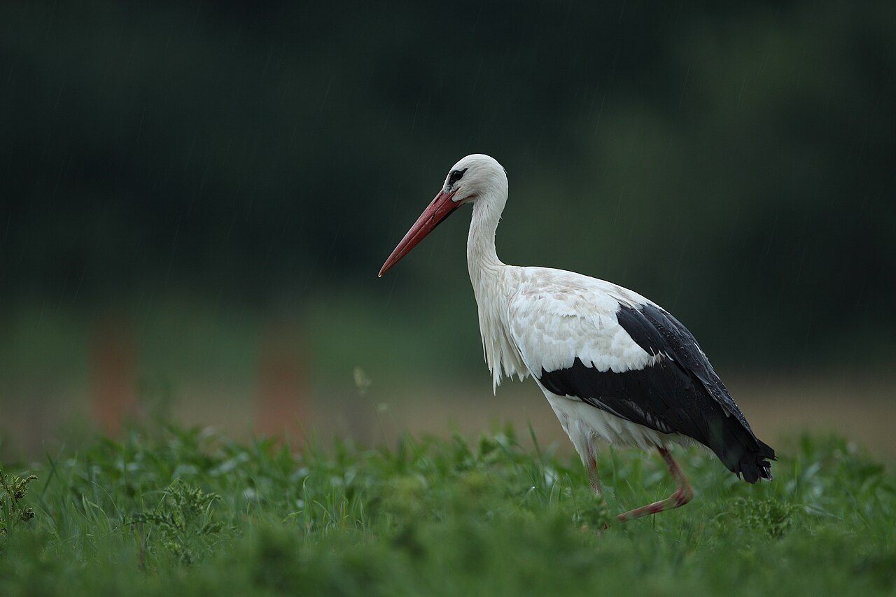 Stork