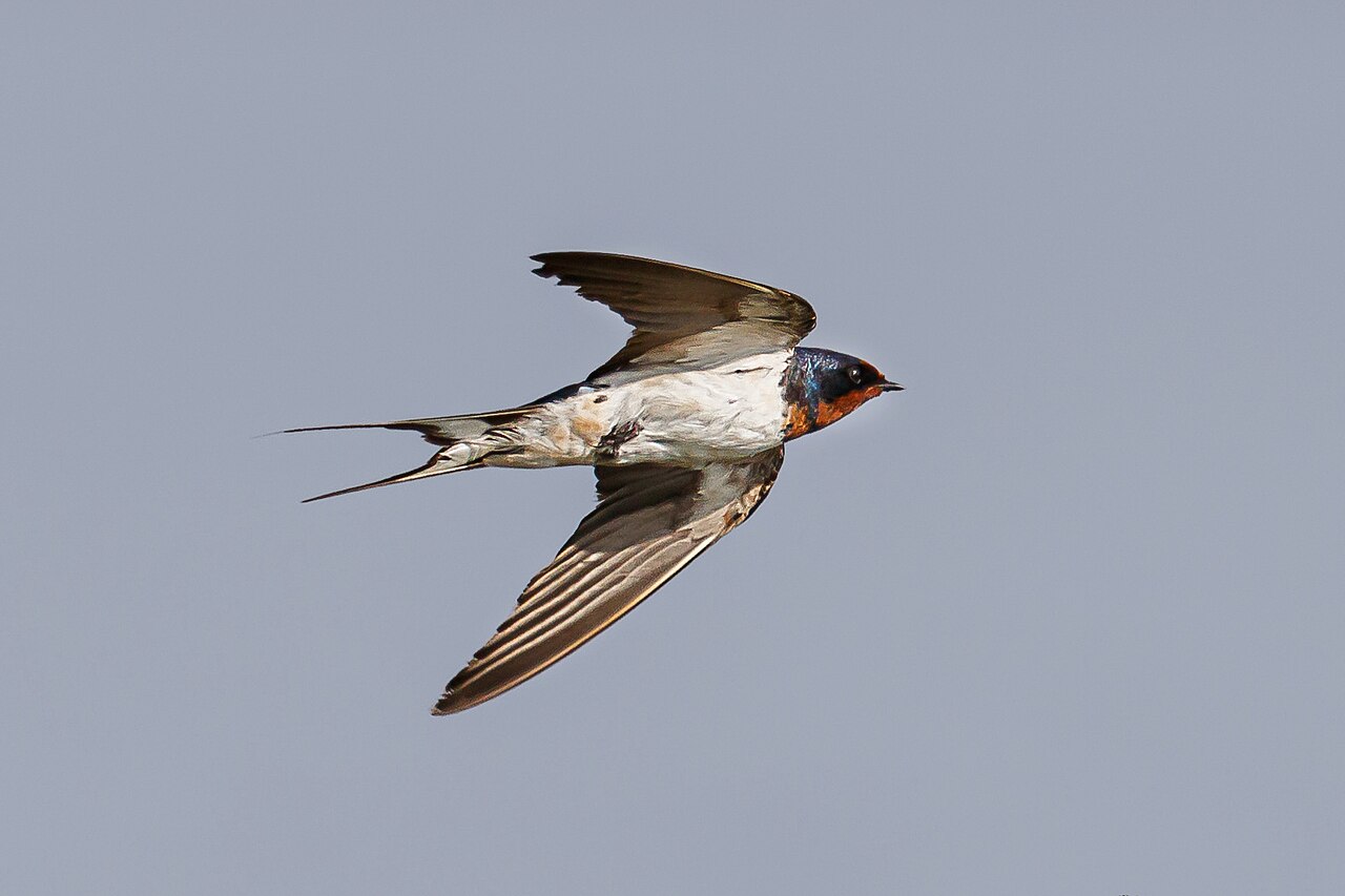 Top 15 Types Of Birds That Flock Together (With Pictures) 11 Swallows