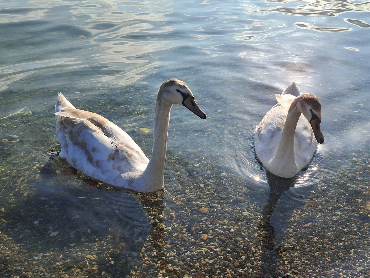 Swans
