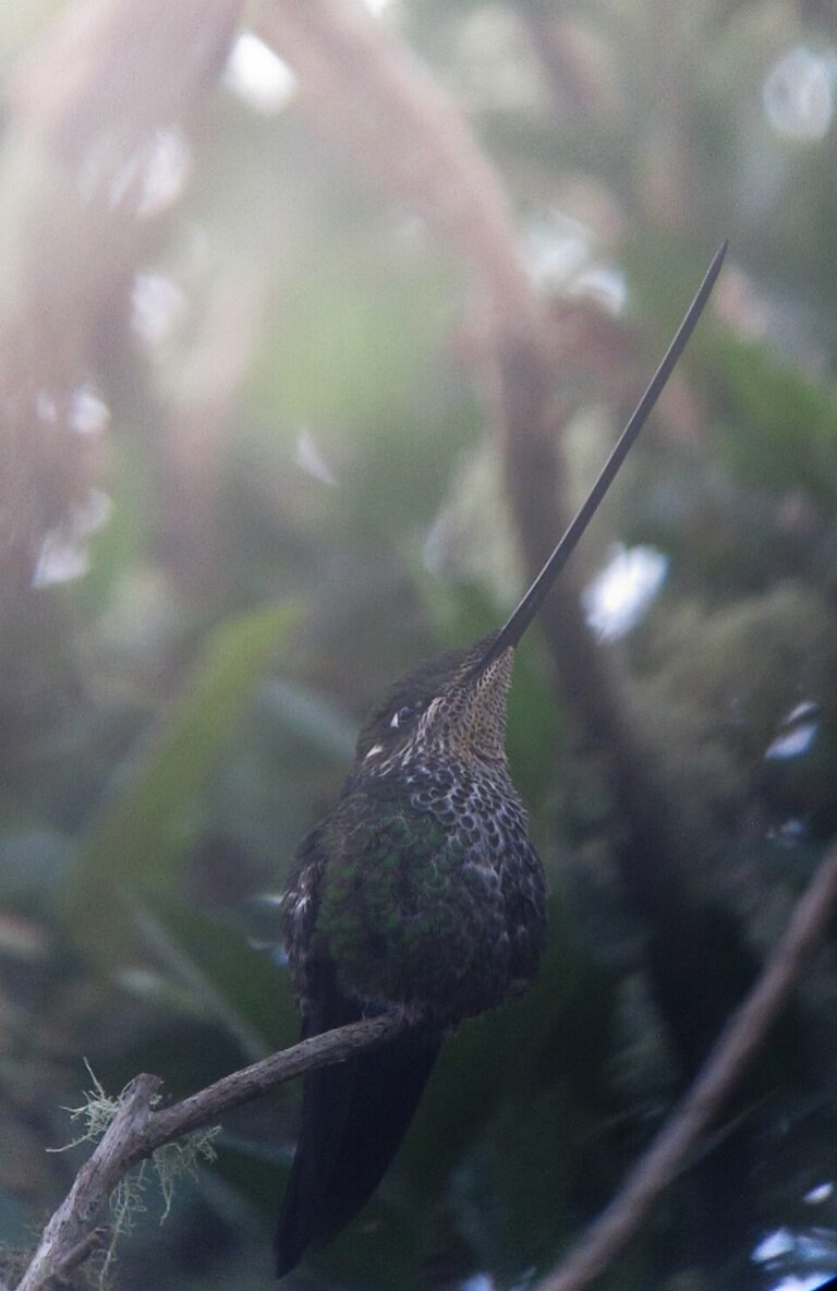Sword-billed Hummingbird
