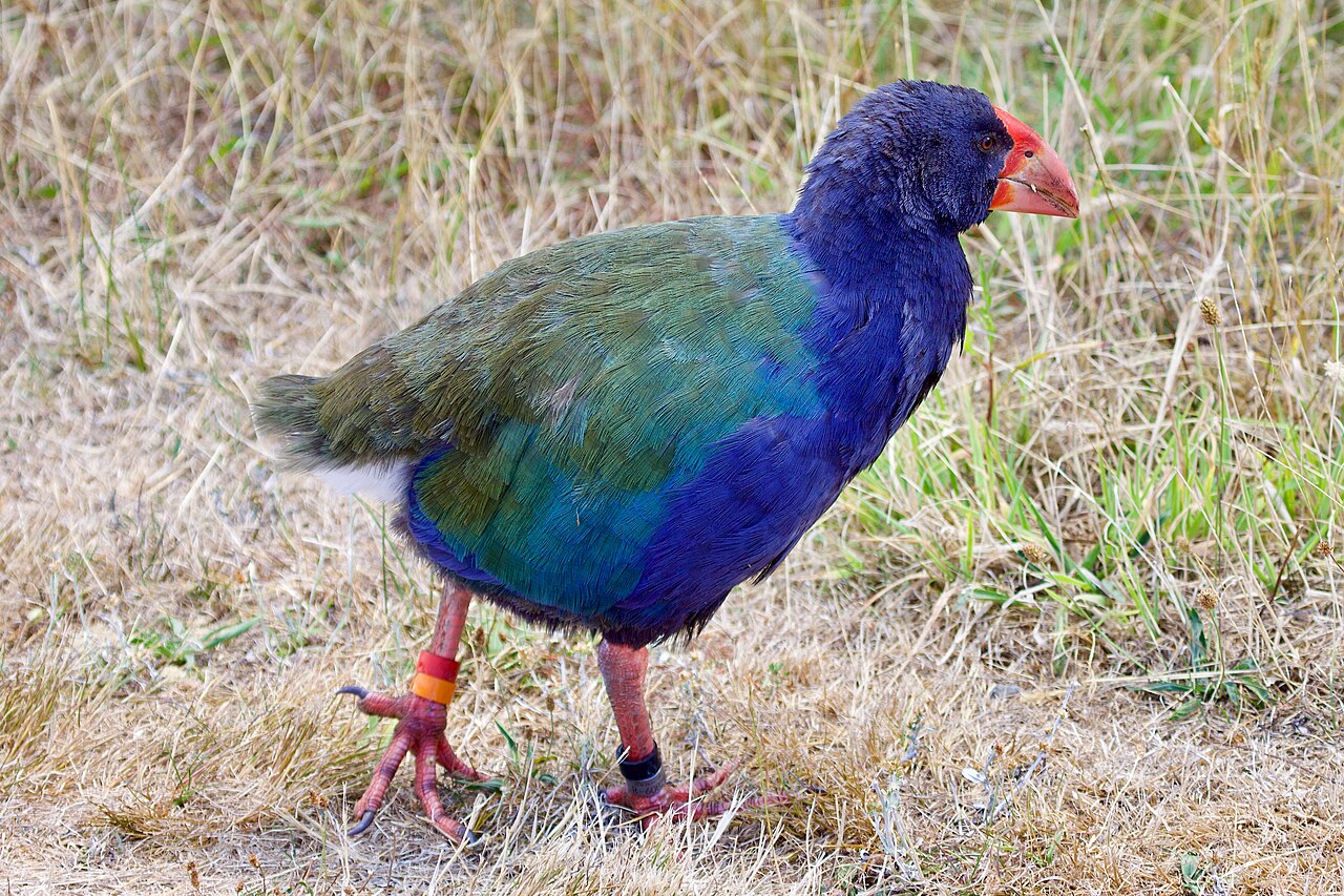 Top 15 Types Of Flightless Birds (With Pictures) 14 Takahe