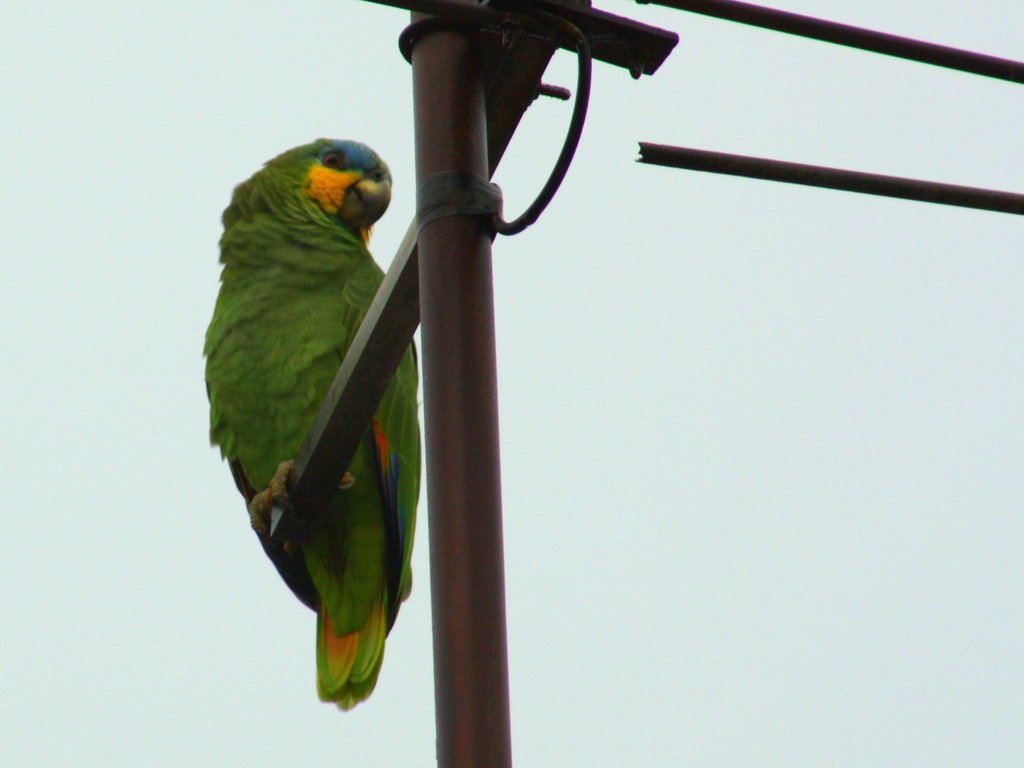 Talkative Amazon Parrots
