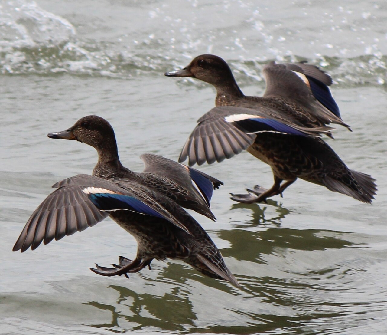 Top 15 Types Of Edible Birds (With Pictures) 15 Teal