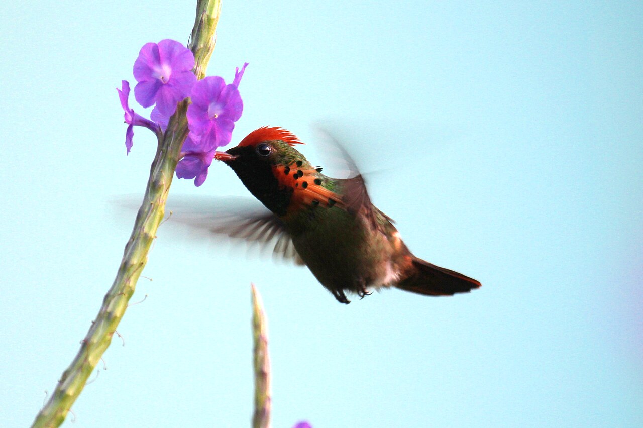 Tufted Coquette