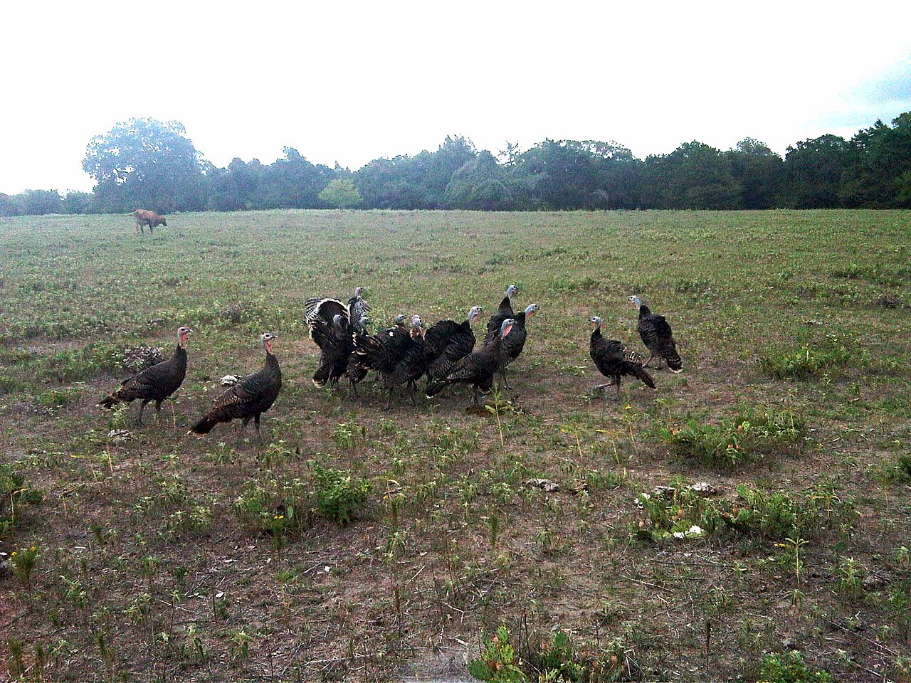 Turkeys