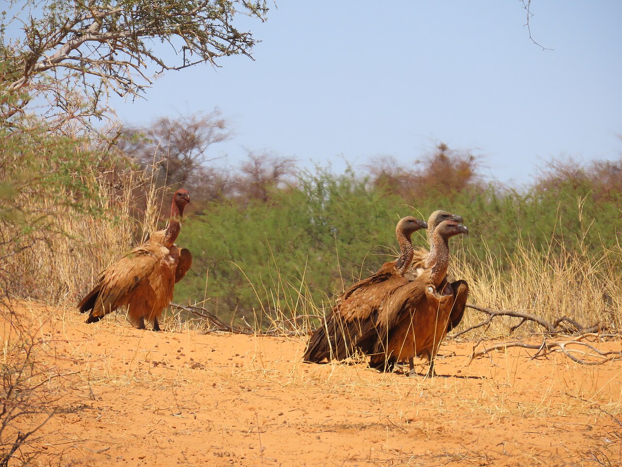 Vultures Making Faces