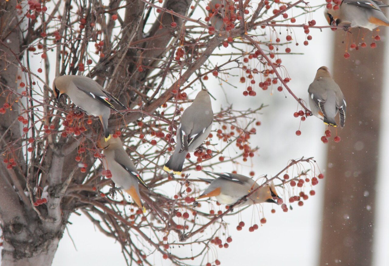 Top 15 Types Of Birds That Flock Together (With Pictures) 8 Waxwings