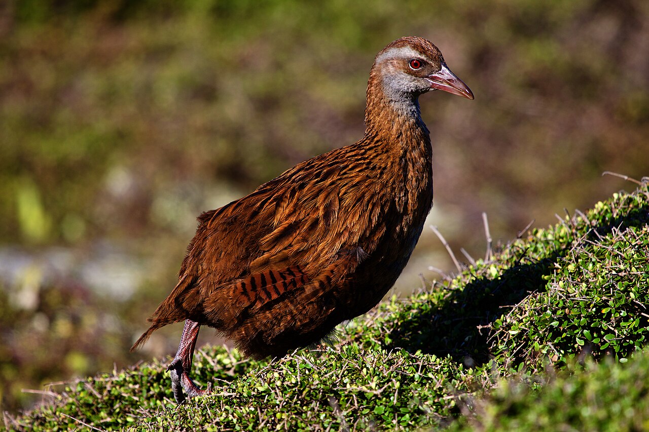 Top 15 Types Of Flightless Birds (With Pictures) 13 Weka