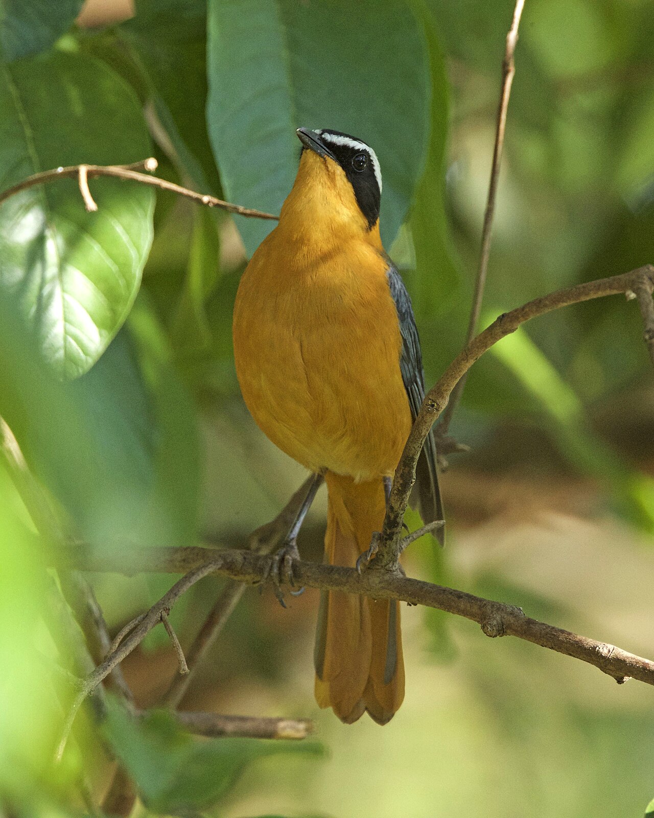 White-Browed Robin-Chat