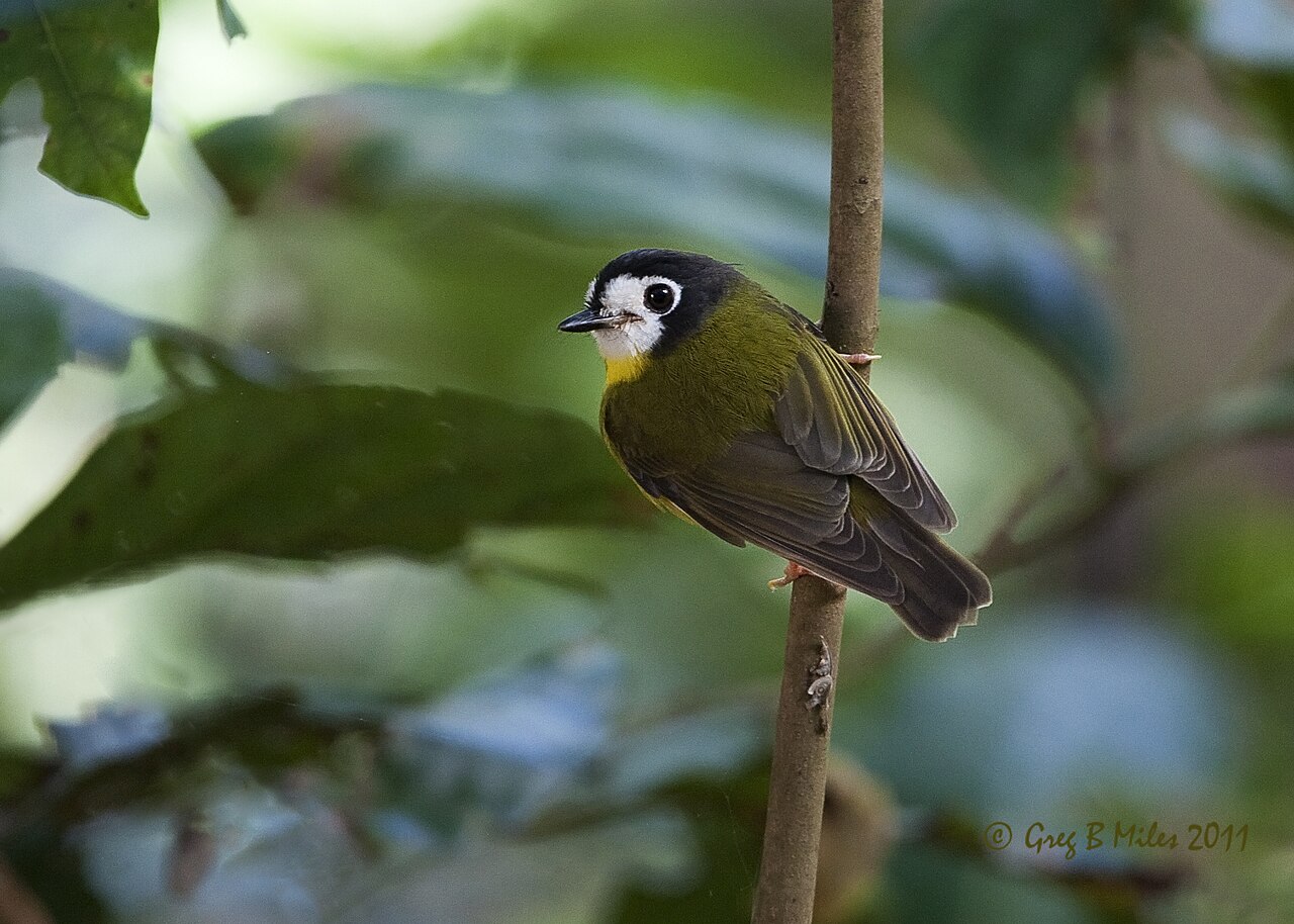 White-Faced Robin