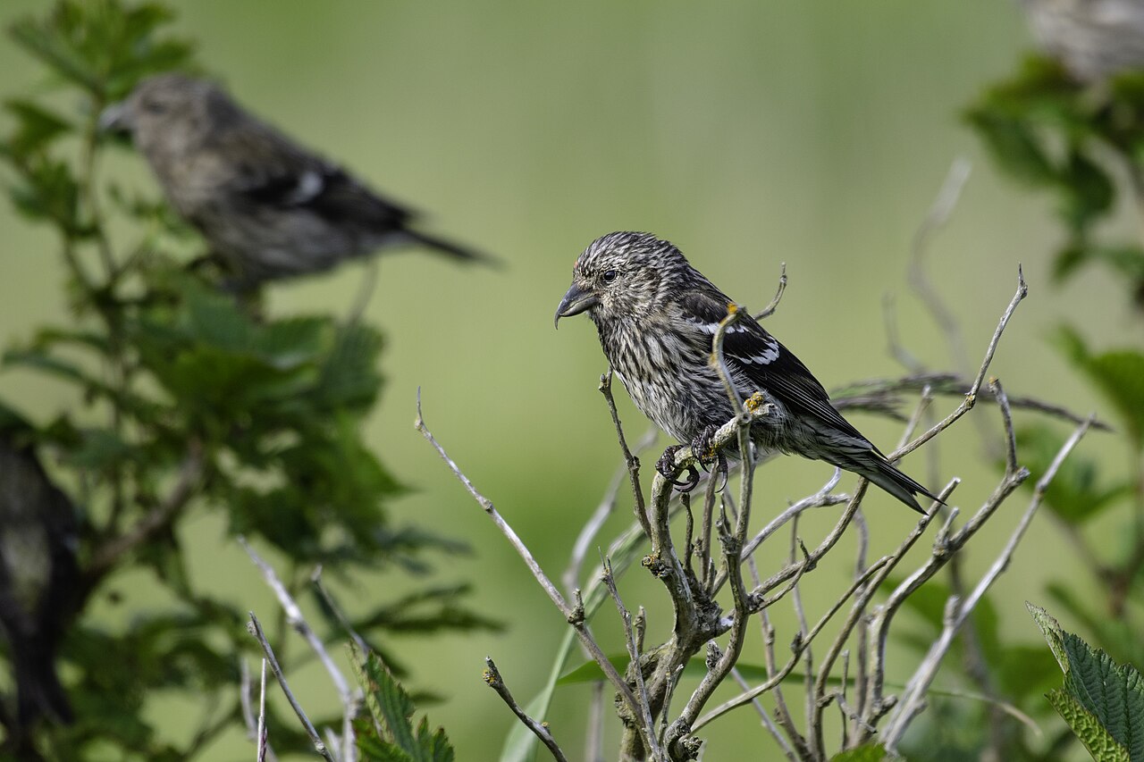 White-winged Crossbill