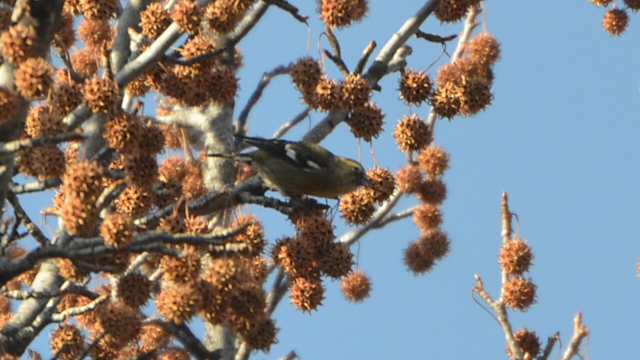 Top 15 Types Of Red Birds In Missouri (With Pictures) 5 White-winged Crossbill