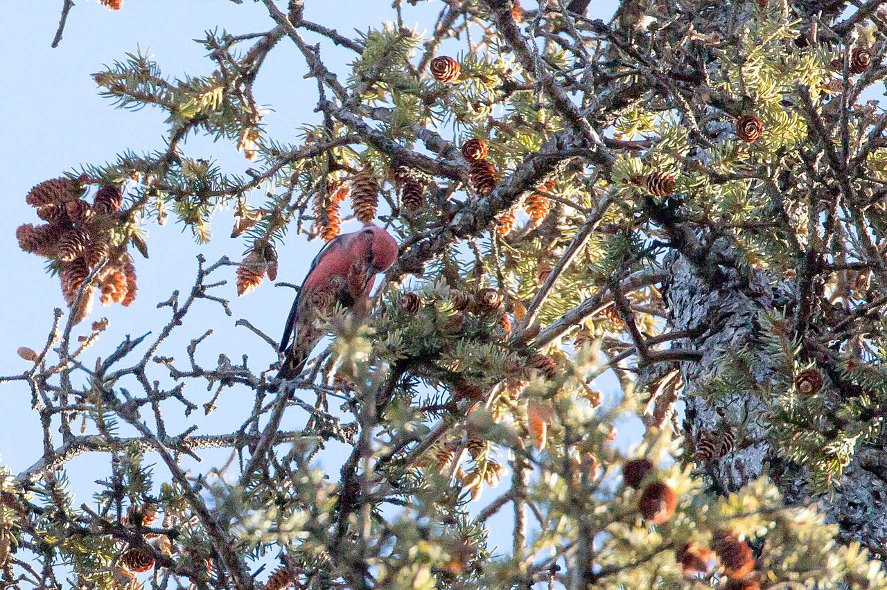 White-winged Crossbill