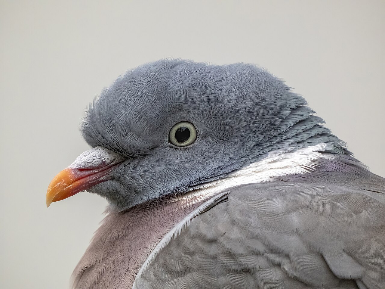 Top 15 Types Of Edible Birds (With Pictures) 9 Wood Pigeon