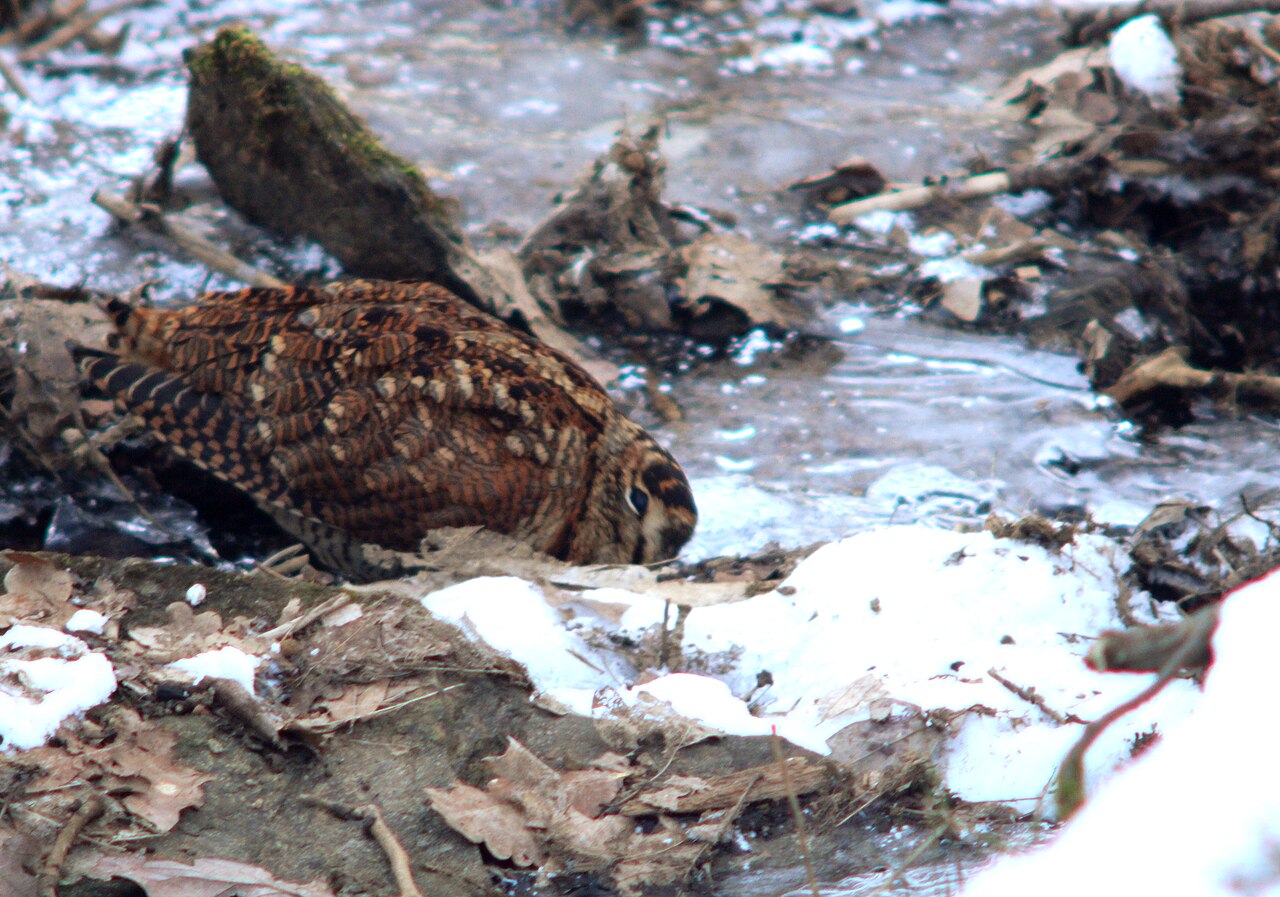 Top 15 Types Of Ground Nesting Birds (With Pictures) 8 Woodcocks