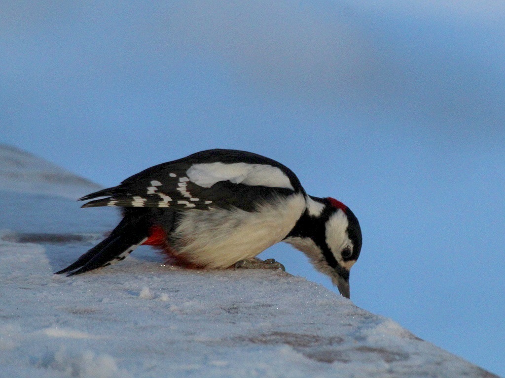 Woodpecker's Wacky Work