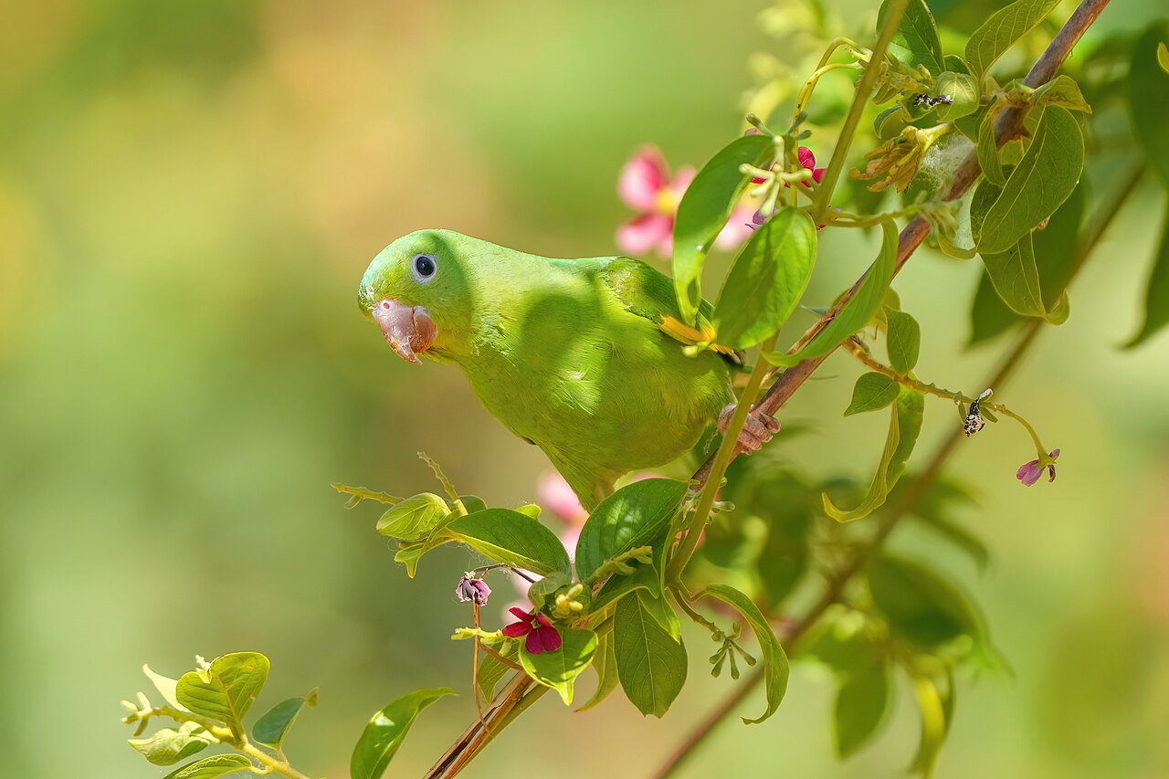 Top 15 Types Of Parakeet Birds (With Pictures) 14 Yellow-Chevroned Parakeet
