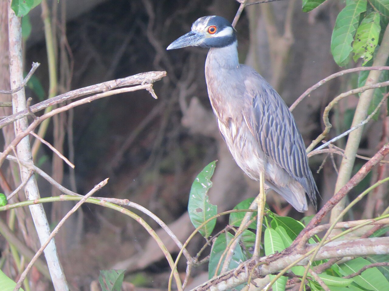 Yellow-crowned Night Heron