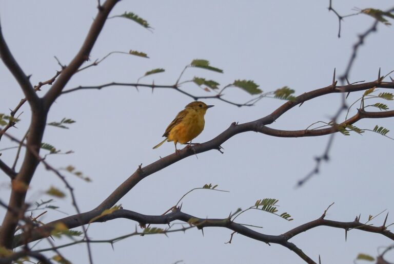 Yellow Warbler